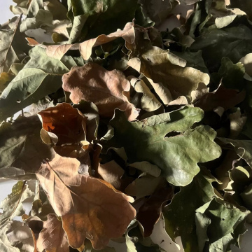 Dried Oak Leaves