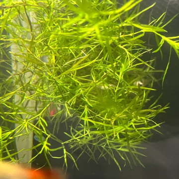 Guppy Grass