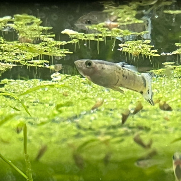 Blue Leopard Guppy