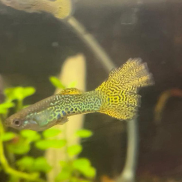 Cobra Snakeskin Guppy