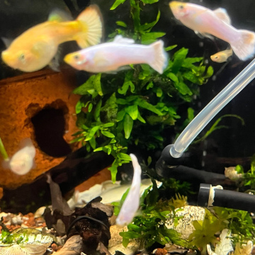 Moscow White Guppy