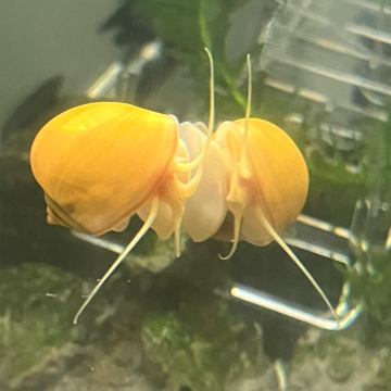 Golden Apple Snail