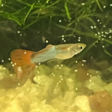 Union Jack Guppy