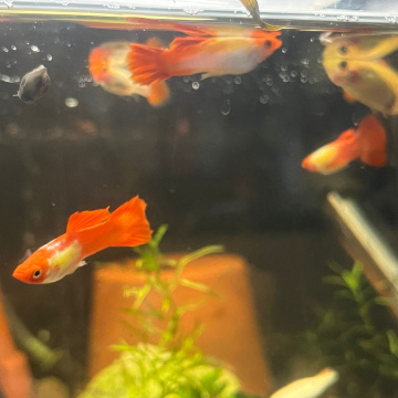 Orange Koi Guppy