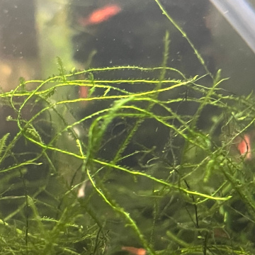 Java Moss