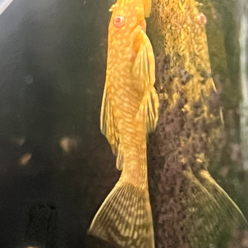 Albino Pleco