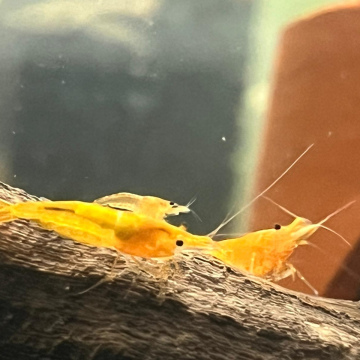 Yellow Cherry Shrimp