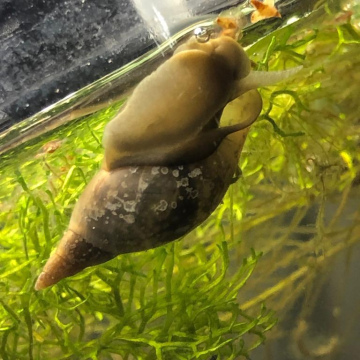 Great Pond Snail