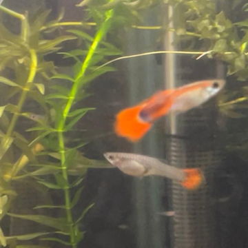 Red Tuxedo Guppy