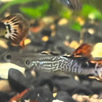 Dragonscale Guppy