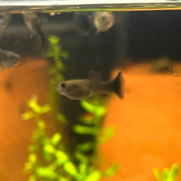 Moscow Black Guppy