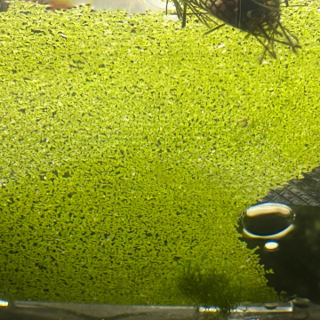 Duckweed