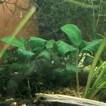 Dwarf Anubias