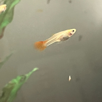 Albino Cobra Snakeskin Guppy