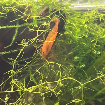 Orange Cherry Shrimp