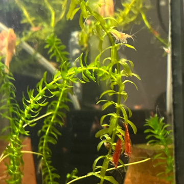 Elodea Densa 10-15cm